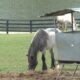 Inventors of Whac-A-Mole selling equestrian estate in Morganton