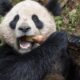 Pair of giant pandas set to travel from China to San Diego Zoo under conservation partnership