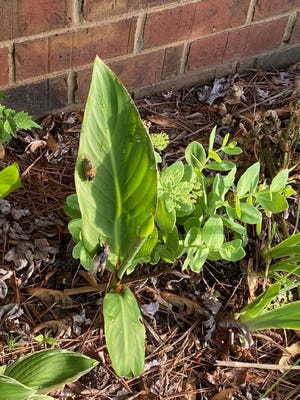 Cicadas in La Vergne Thursday, May 2, 2024