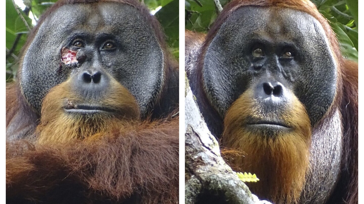 A wild orangutan used a medicinal plant to treat a wound, scientists say