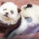 Chinese zoo under fire after dyeing dogs to resemble pandas