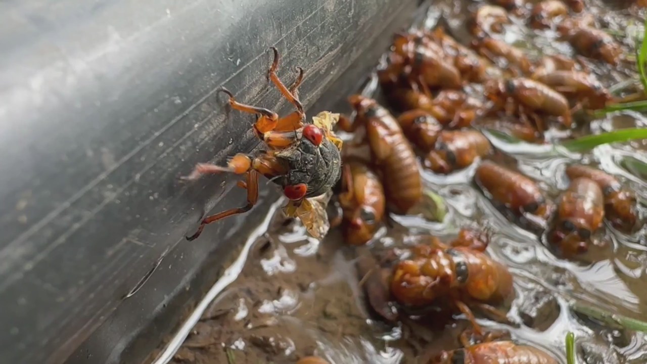 New video shows cicadas re-emerging in St. Louis County