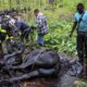 Rescuers free 2 horses stuck in the mud in Connecticut