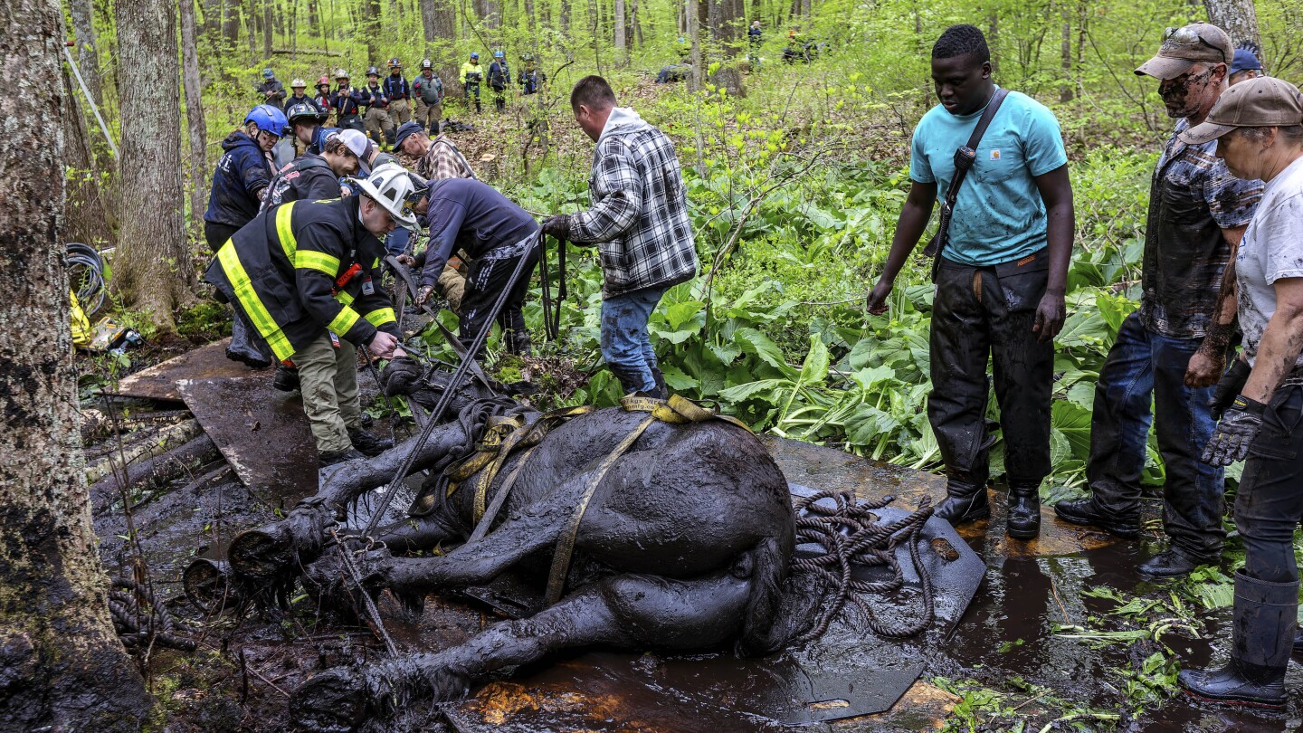 Rescuers free 2 horses stuck in the mud in Connecticut