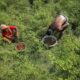 Resigned to a fate of constant displacement, India's river islanders return home in between floods