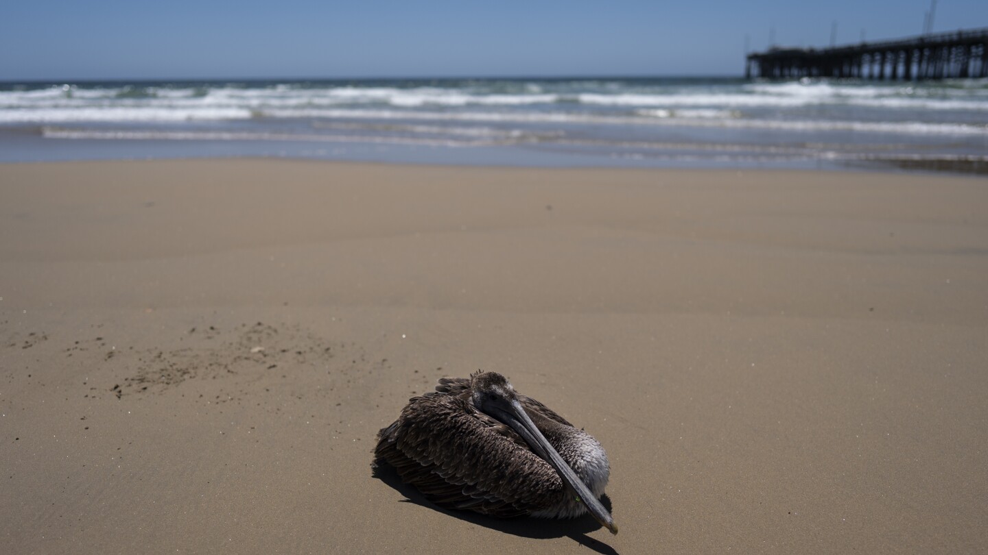 Scores of sick pelicans are found along the California coast