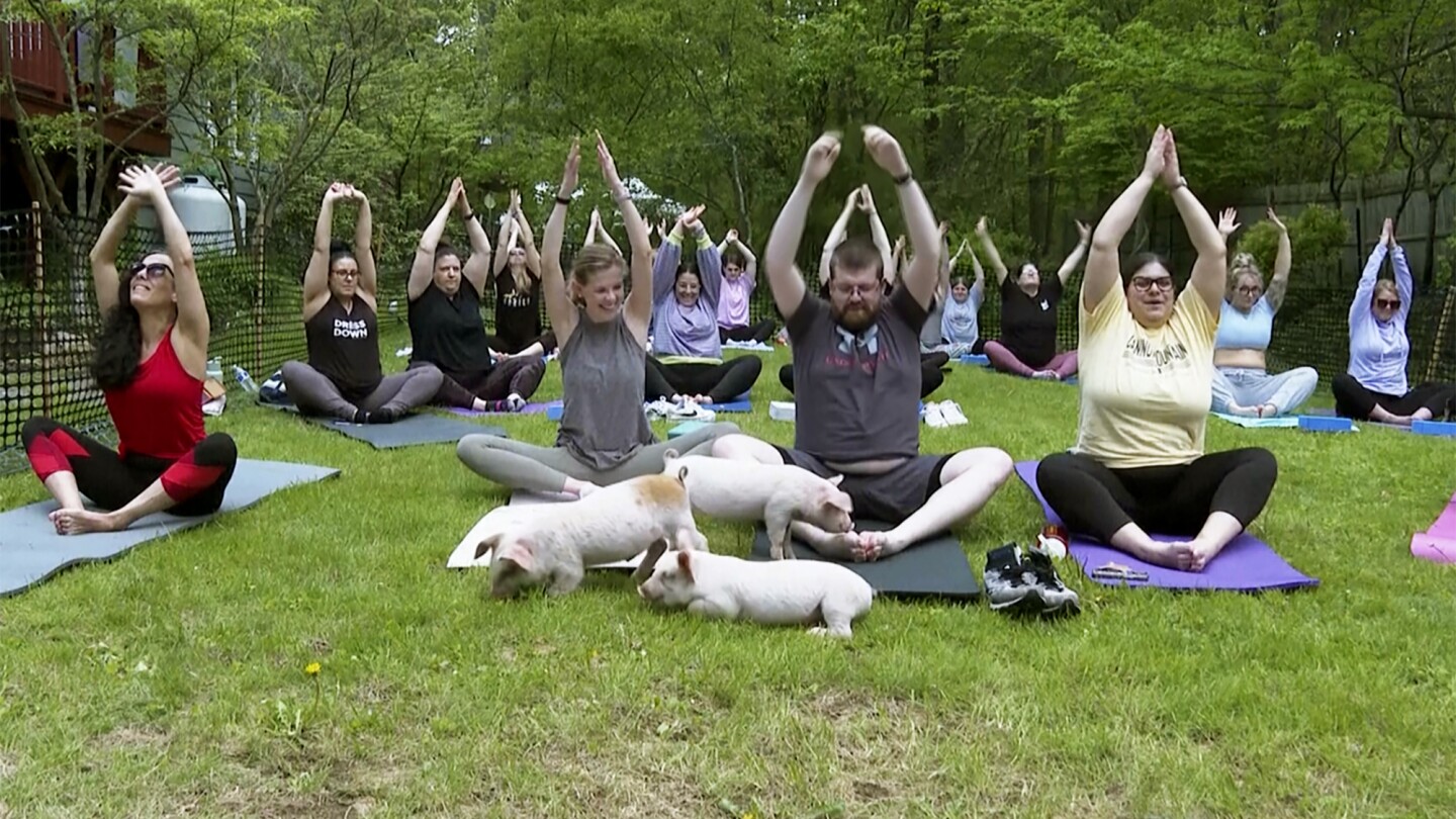 Three little piggies at a yoga class = maximum happiness