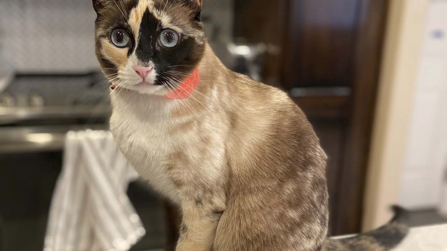 Utah cat with a fondness for cardboard takes surprise trip to California in an Amazon box