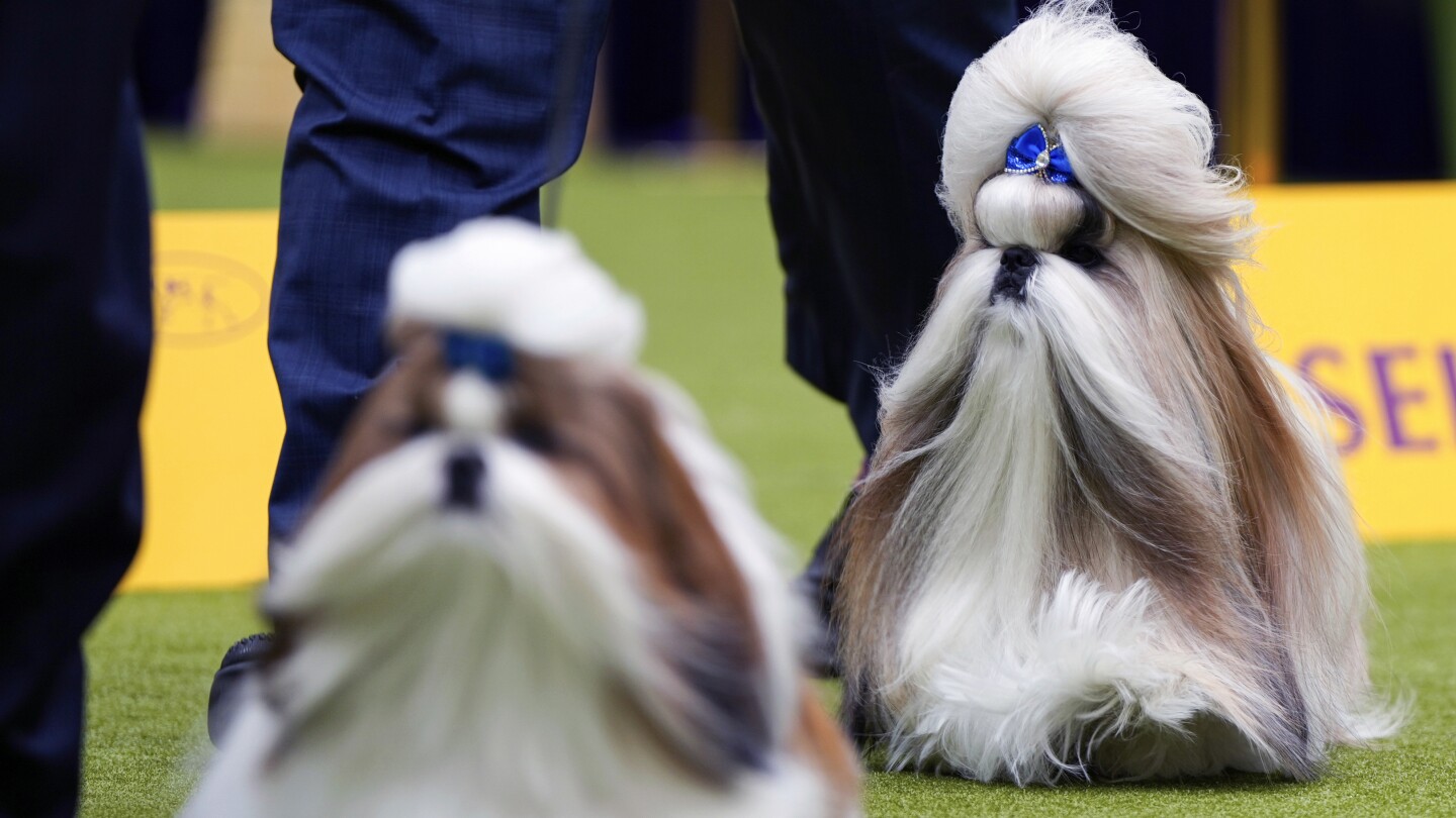 Westminster Kennel Club: At the 148th show, a display of dogs and devotion