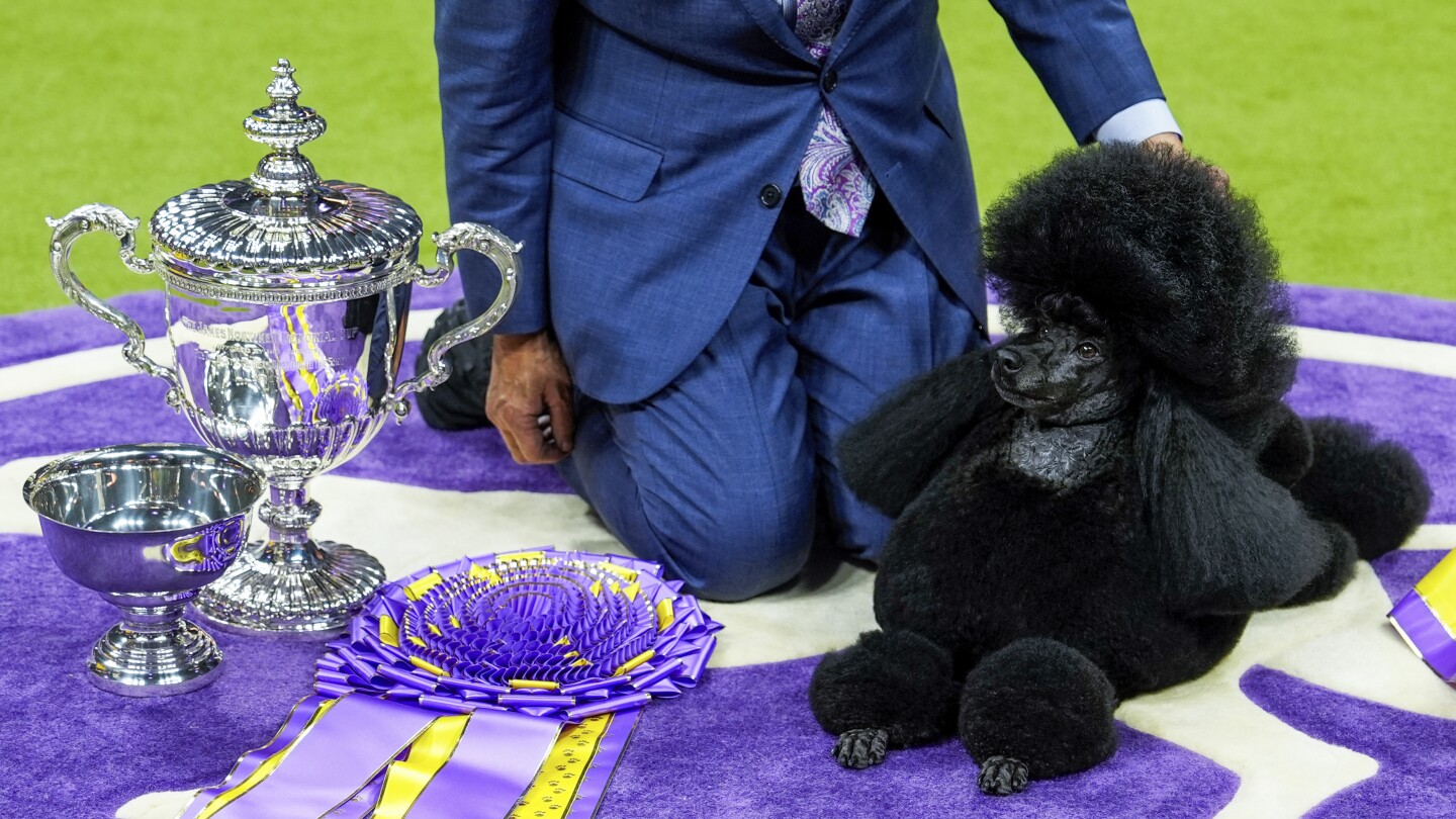 Westminster dog show 2024: Sage, a Miniature poodle, wins top prize