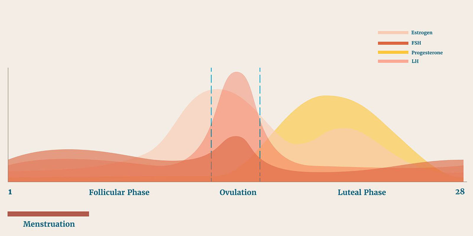 menstrual cycle phase