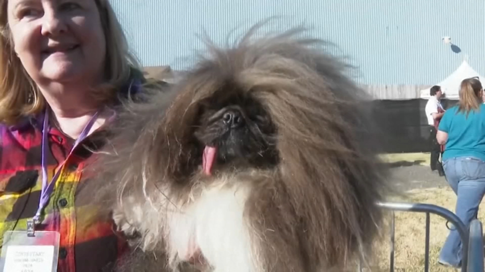 Wild Thang crowned winner of 2024 'World's Ugliest Dog' contest at Sonoma-Marin Fair in North Bay