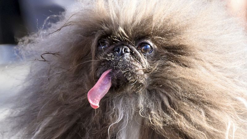 ‘World’s ugliest dog’ is a long-tongued frizz-ball called Wild Thang