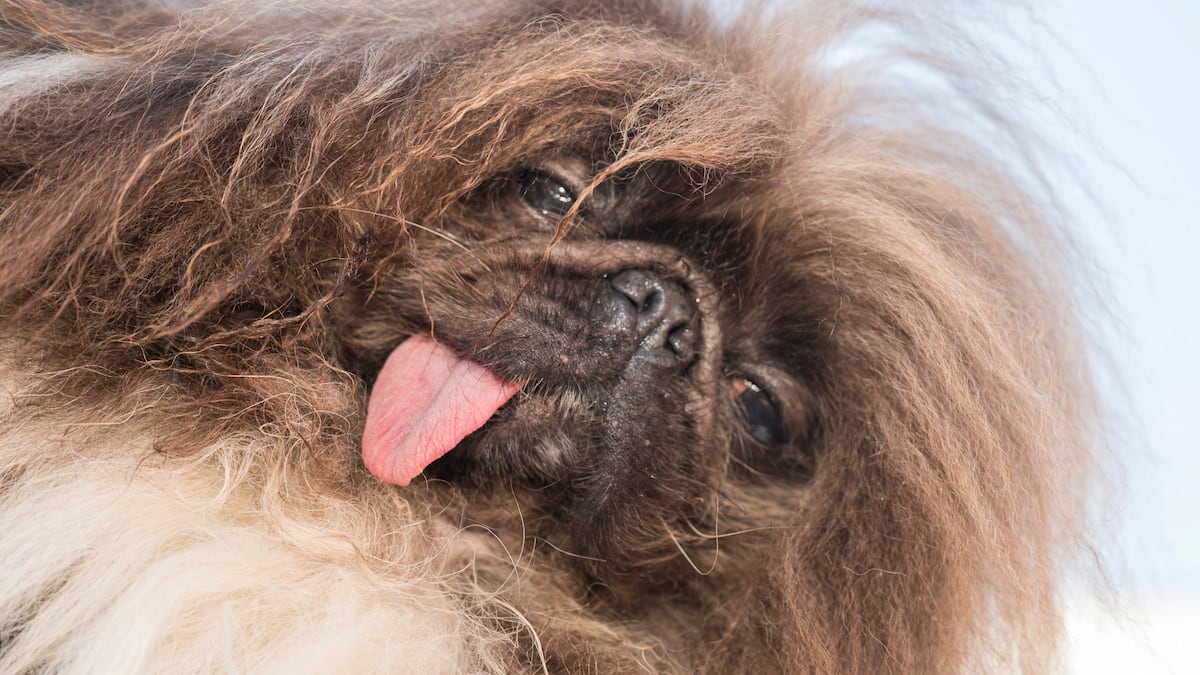 Super fluffy 8-year-old Pekingese from North Bend, Oregon wins 2024 World’s Ugliest Dog contest