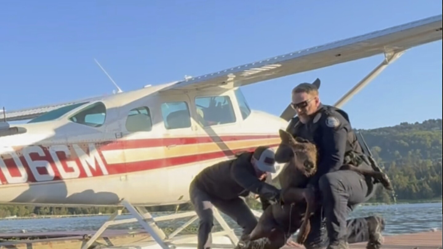 Baby moose trapped in a lake is saved by Alaska man and police as its worried mom watches