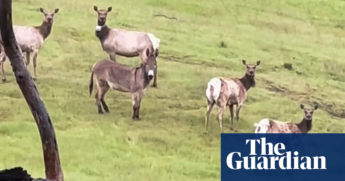 Diesel the escaped pet donkey found living with elk after five years | California