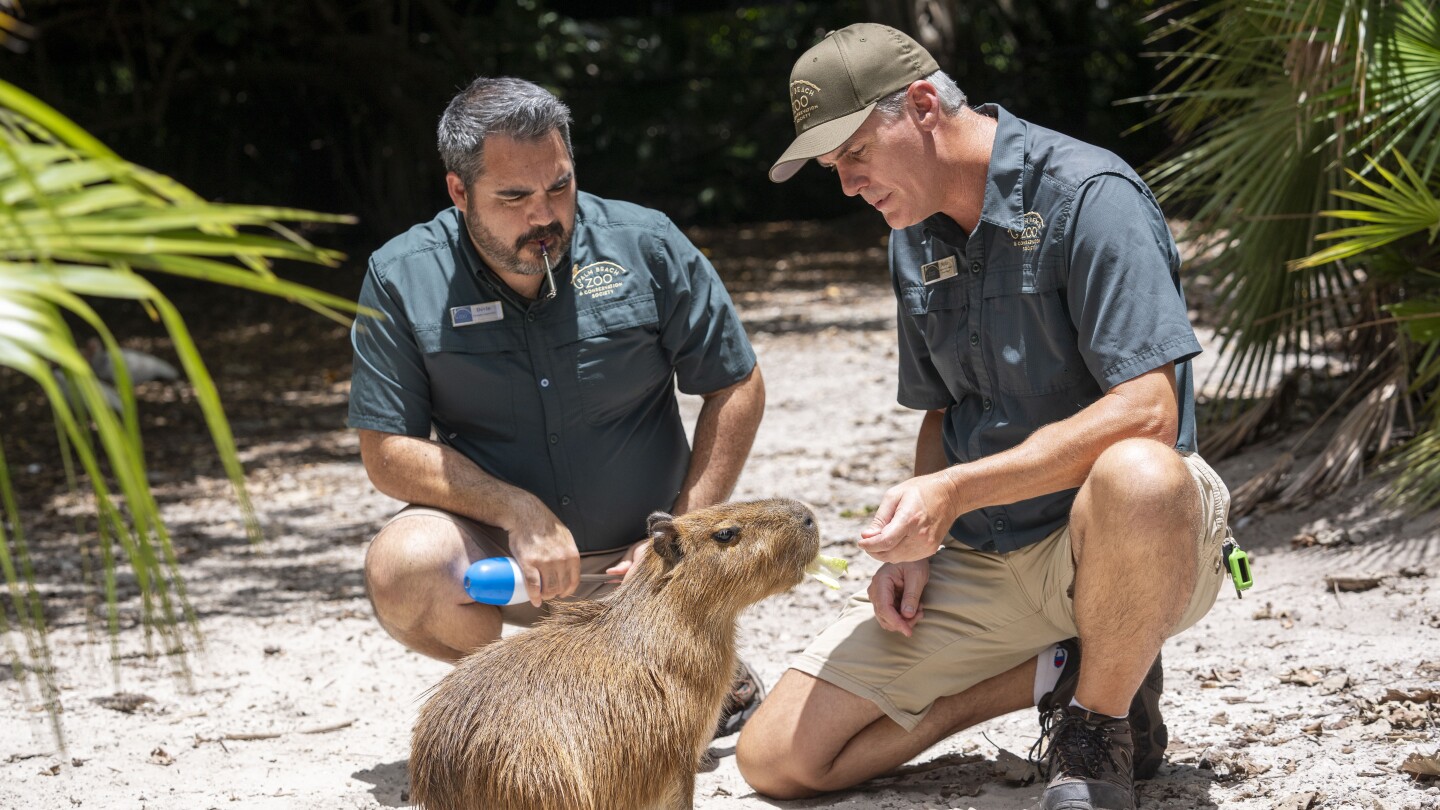 Female capybara goes to Florida as part of a breeding program for the large South American rodents