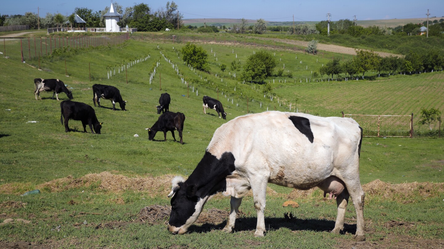 Flatulent cows and pigs will face a carbon tax in Denmark