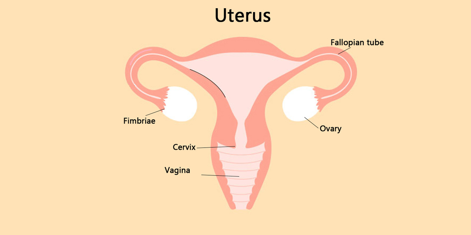 uterus