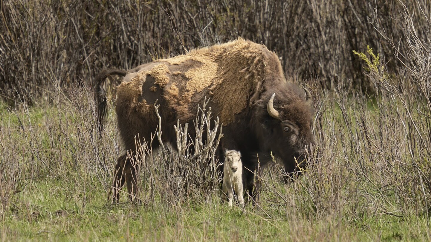 Native American ceremony will celebrate birth of white buffalo calf in Yellowstone park