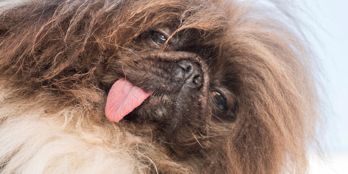 Pekingese named Wild Thang crowned World’s Ugliest Dog