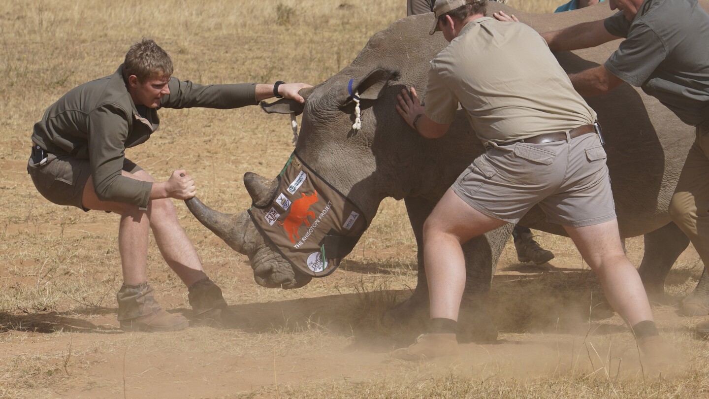 South African researchers test use of nuclear technology to curb rhino poaching