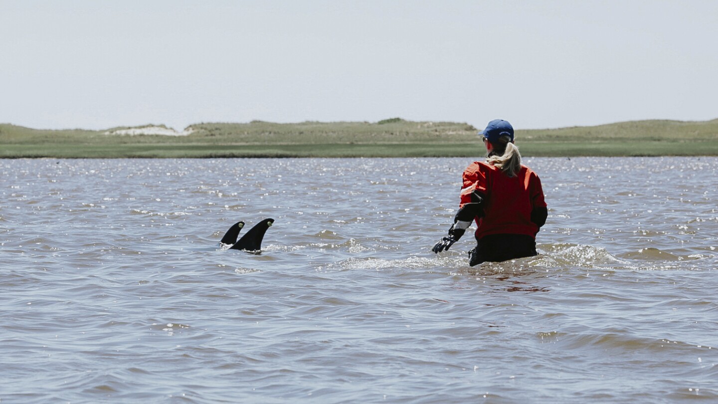 Up to 125 Atlantic white-sided dolphins stranded in Cape Cod waters