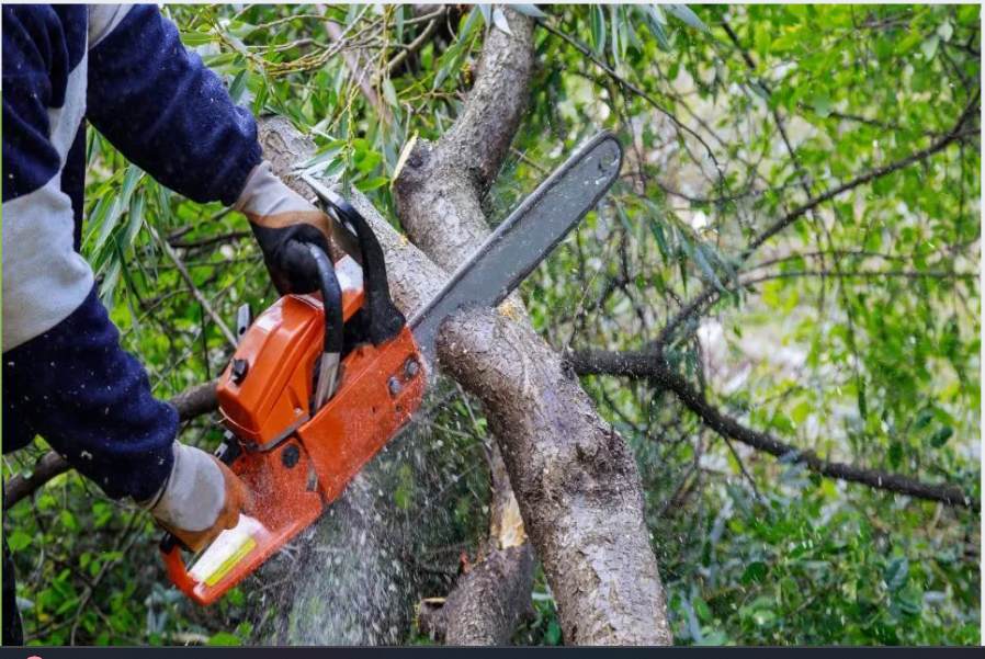 Urgent Tree Care Our Emergency Services Are Here for