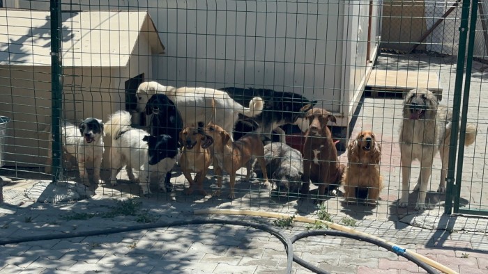 A shelter that houses hundreds of dogs on the outskirts of Ankara