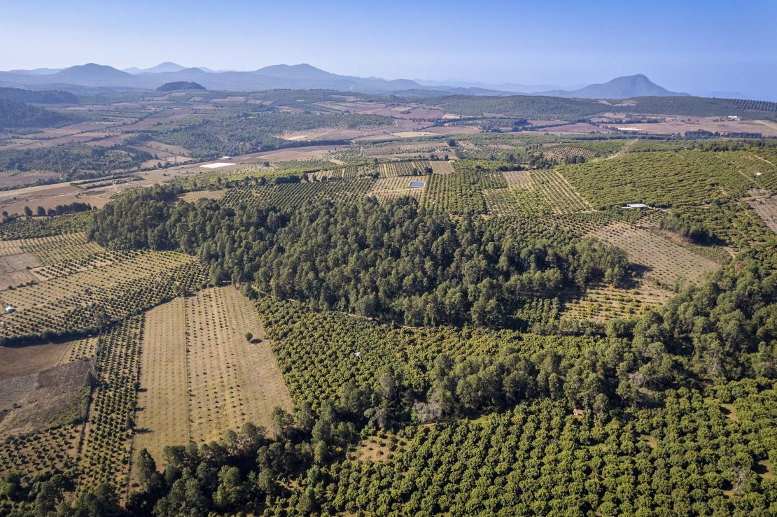 Avocado trees grow on newly planted land next to deciduous forest in Michoacan, Mexico, on March 16, 2022.