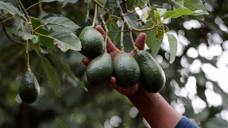 As cartels take a stake in ‘green gold,’ US and Mexico rethink how avocados reach American kitchens