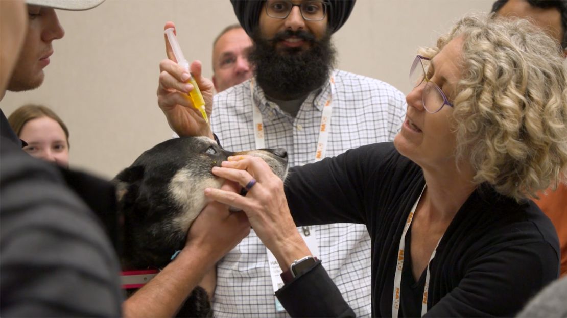 The North American Veterinary Community provides general vets the training they need to treat common eye problems. (screenshot captured from video)