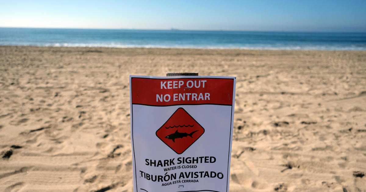 4 swimmers bitten by shark off Texas' South Padre Island, officials say