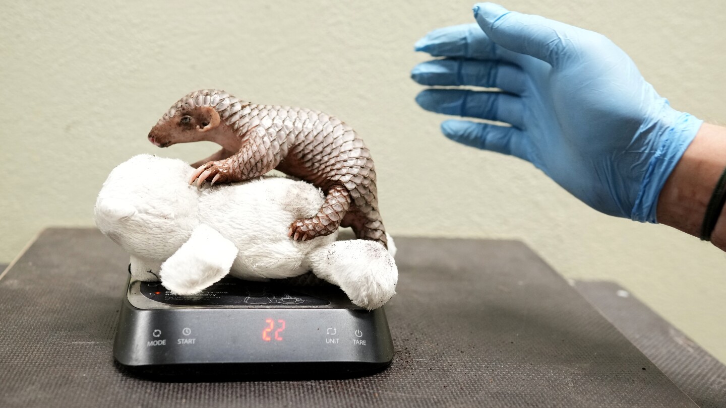 A second critically endangered Chinese pangolin is born in the Prague zoo in less than 2 years