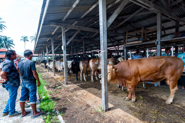 Agriculture and Livestock in Indonesia: A Pillar of the Economy