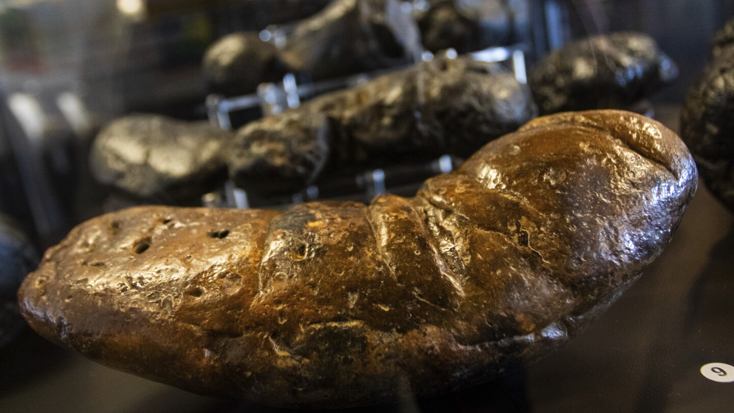 An Arizona museum tells the stories of ancient animals through their fossilized poop