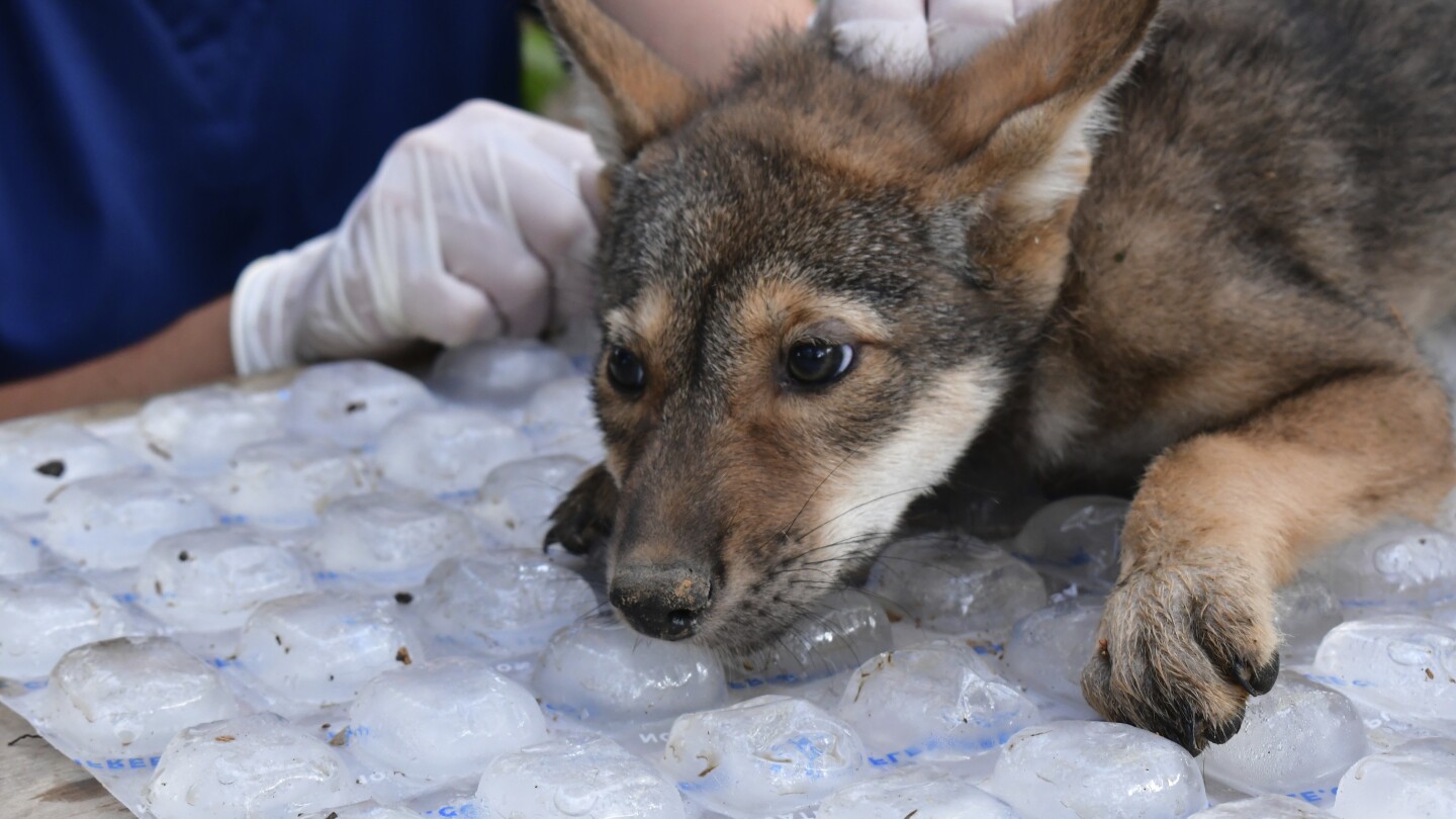 Awwww! Four endangered American red wolf pups 'thriving' since birth at Missouri wildlife reserve