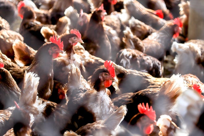 A 4.2 million-chicken egg farm in Iowa has detected a bird flu outbreak.