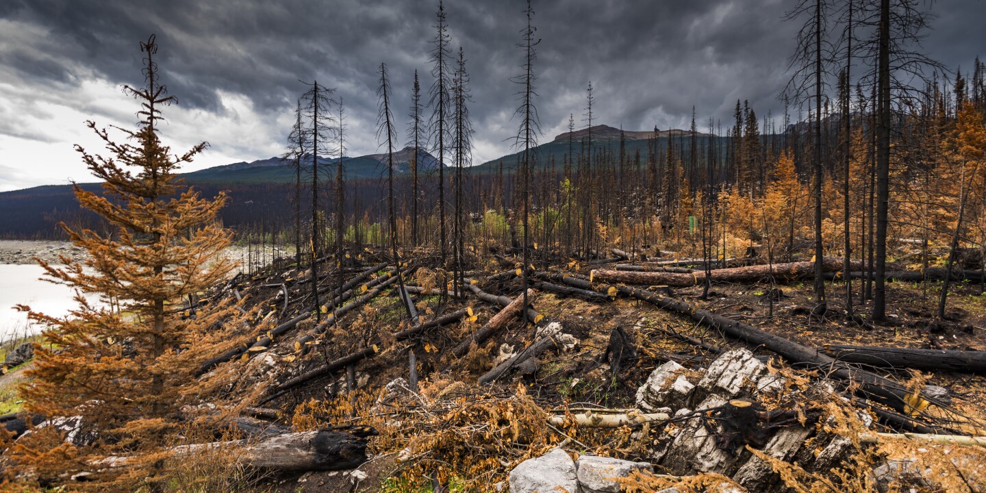 Canada’s Jasper National Park Closed Amid Massive Wildfires