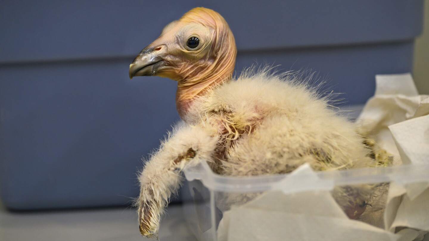 Los Angeles Zoo sets record with 17 California condor chicks hatched in 2024