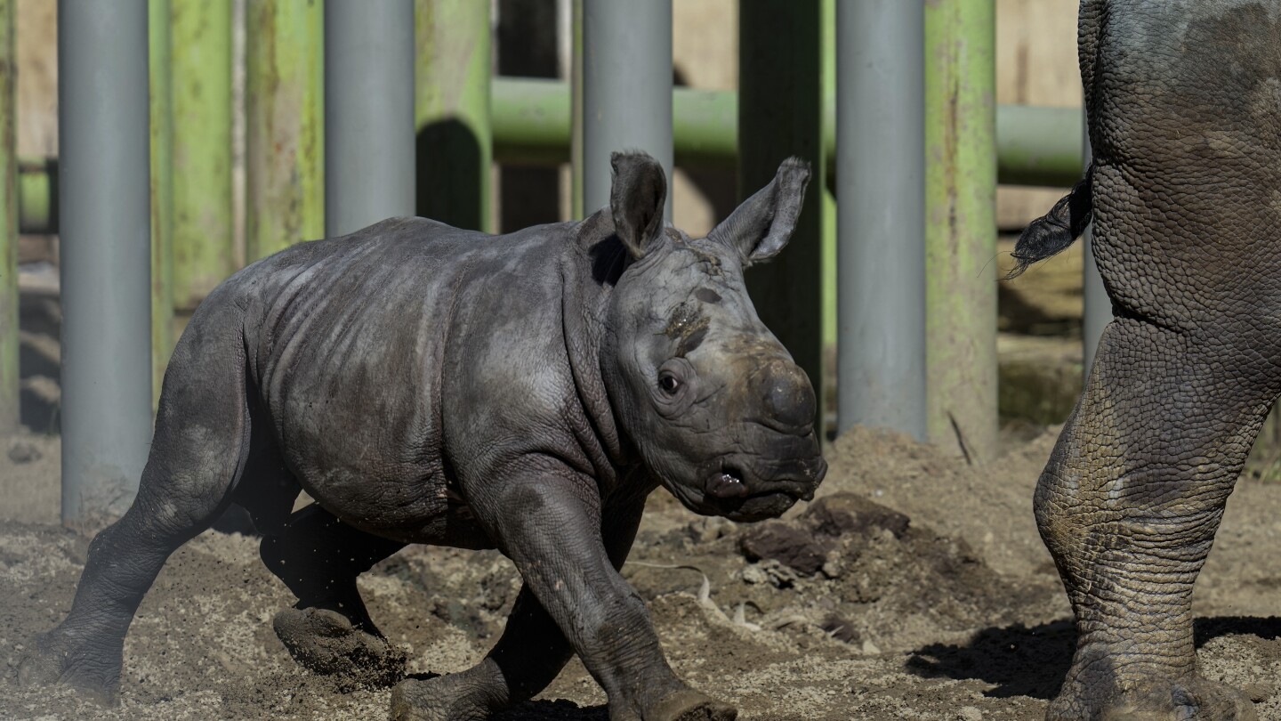 Newborn white rhino Silverio takes his first giant steps in a Chilean zoo in a boost to his species