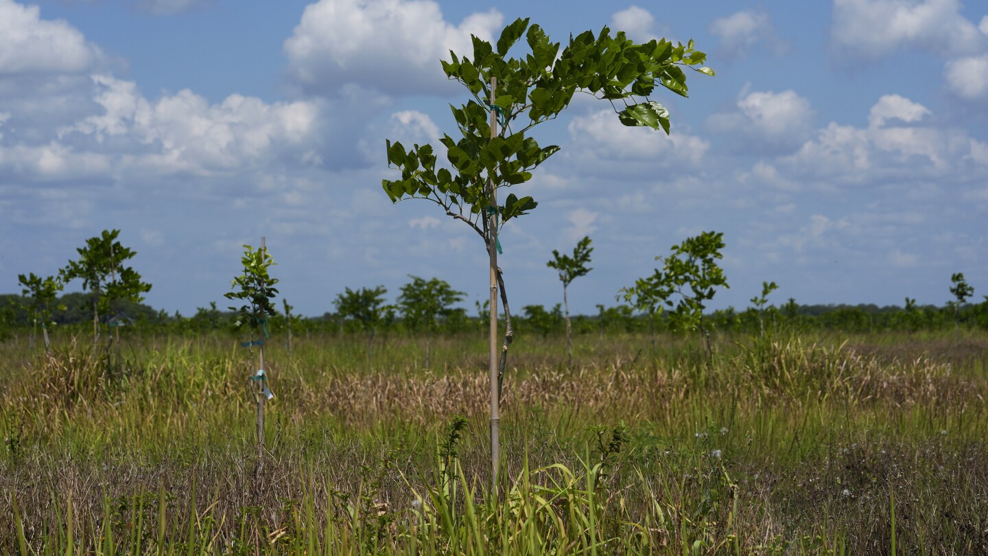 Pongamia trees grow where citrus once flourished, offering renewable energy and plant-based protein