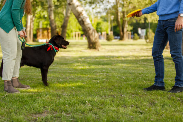 The Importance of Socialization for Labrador Puppies: Tips and Tricks