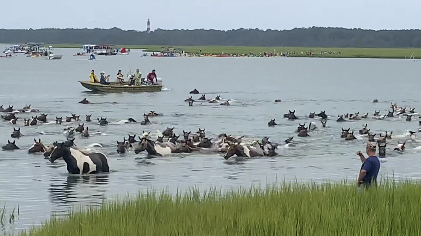 Thousands watch Chincoteague wild ponies complete 99th annual swim in Virginia