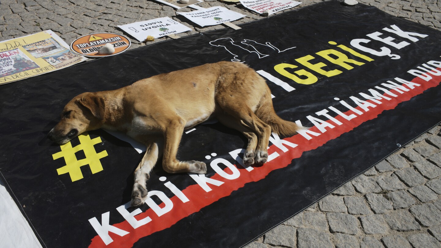 Turkey approves law to remove stray dogs from streets. Opposition vows to fight the 'massacre law'