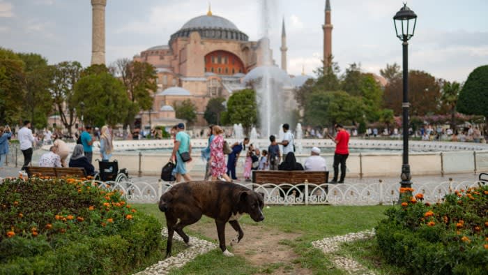 Turkey divided over mass cull of 4mn street dogs