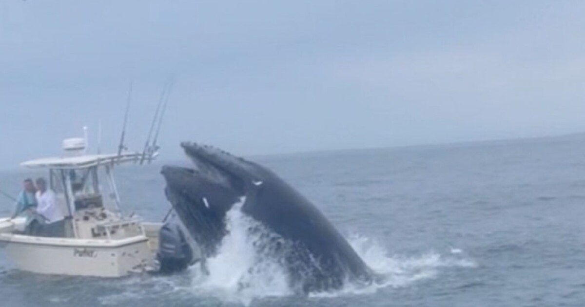 Whale surfaces and capsizes boat off New Hampshire coast