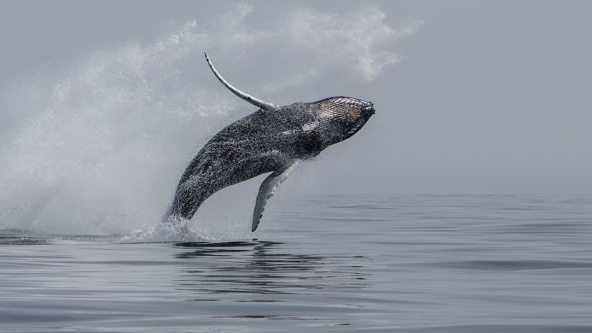 Why did a humpback whale capsize a boat? Here's what really happened.