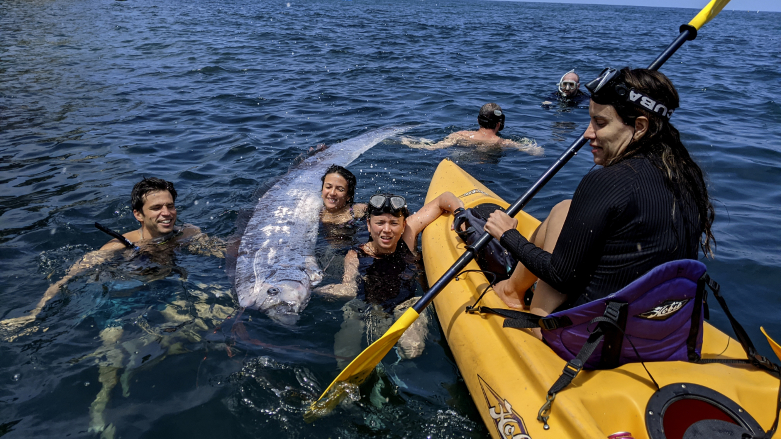 Oarfish: Rarely seen deep sea fish is found off San Diego coast, and scientists want to know why