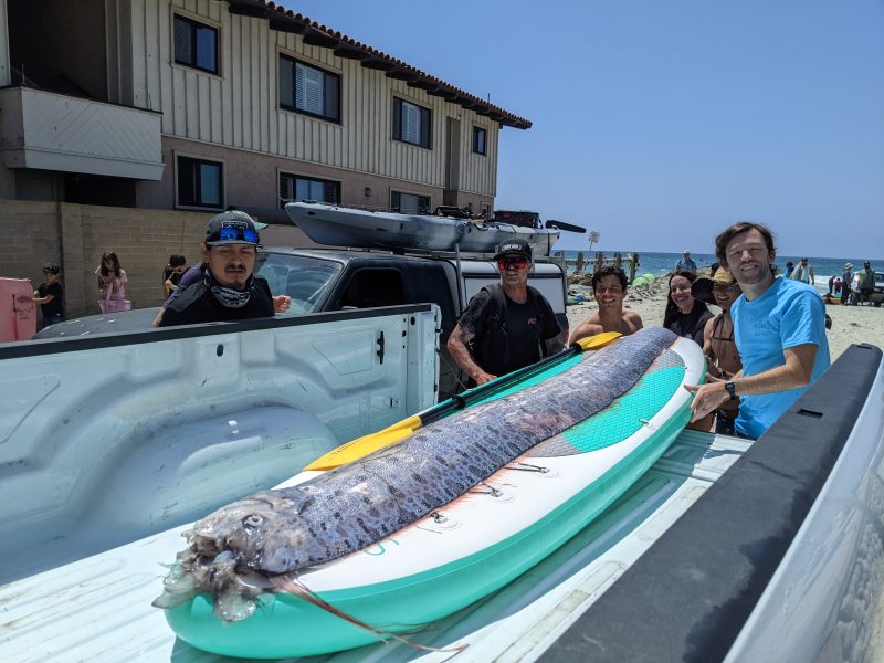 Rare sighting: ‘Doomsday fish’ found near Southern California shore